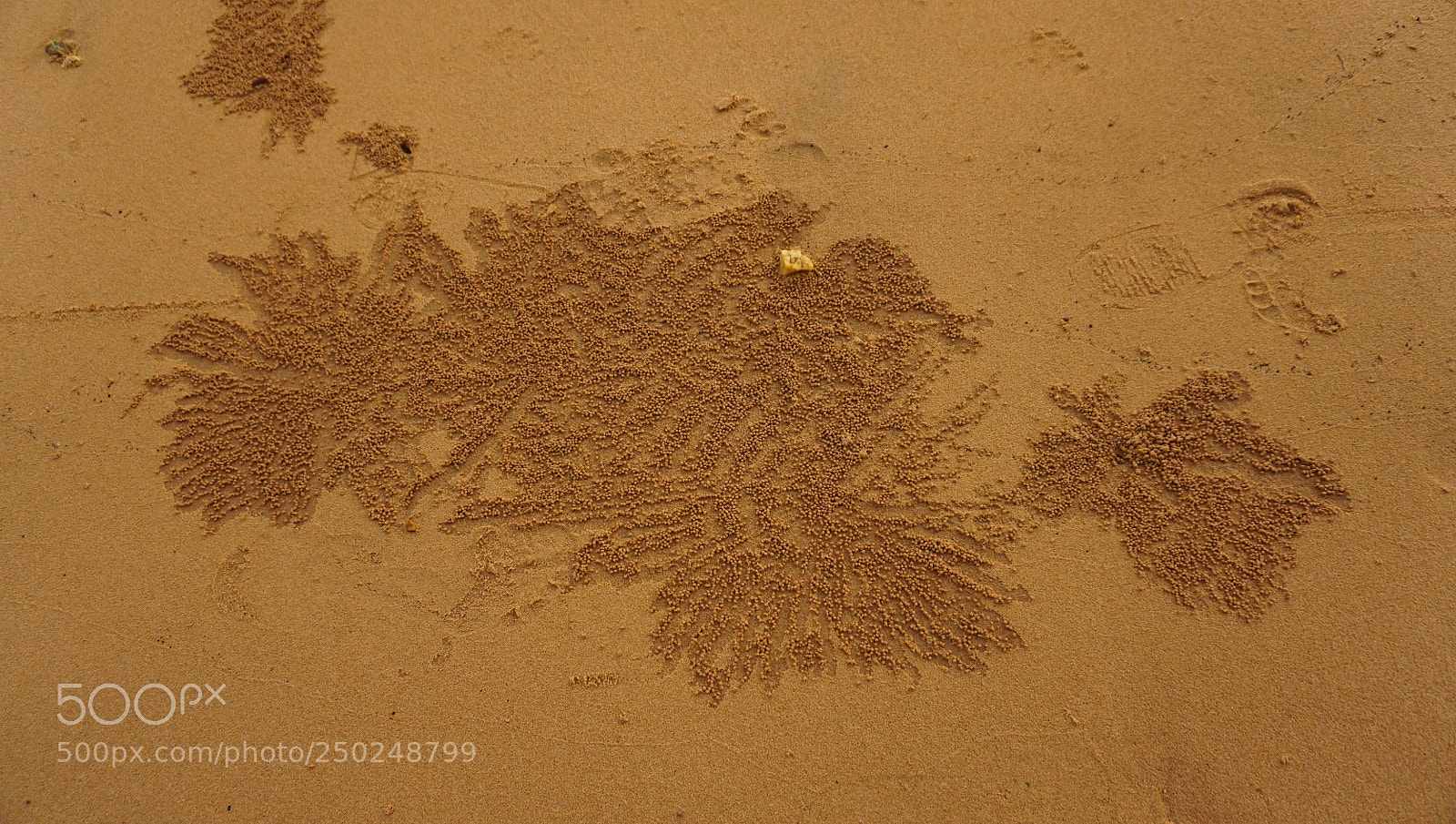 Sony a6000 sample photo. Dsc sand ball photography
