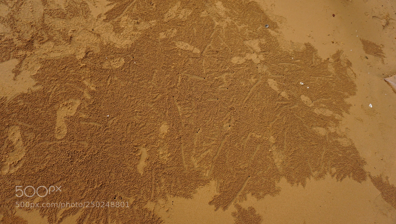 Sony a6000 sample photo. Dsc sand ball photography