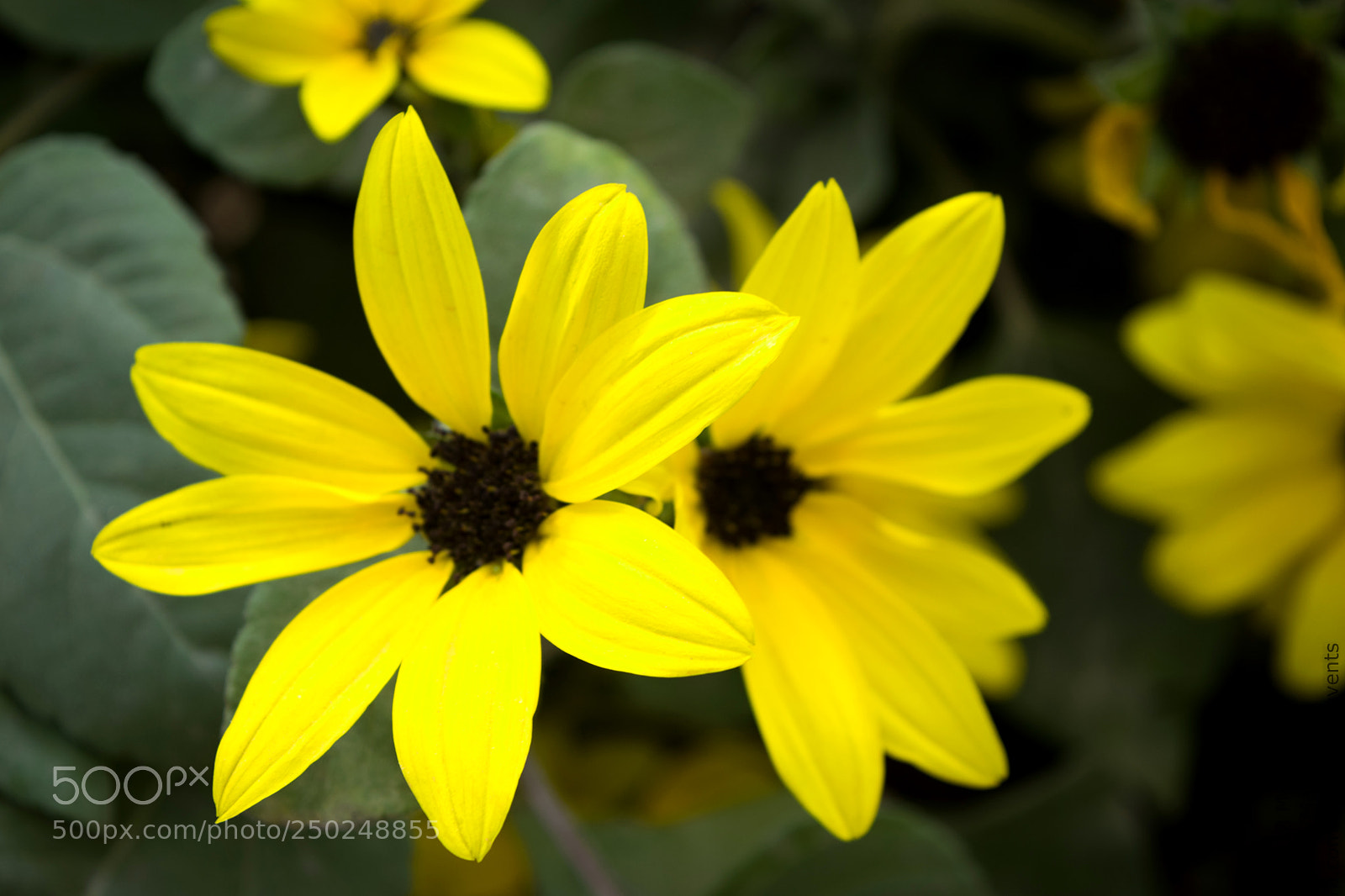 Nikon D3300 sample photo. Smooth oxeye photography