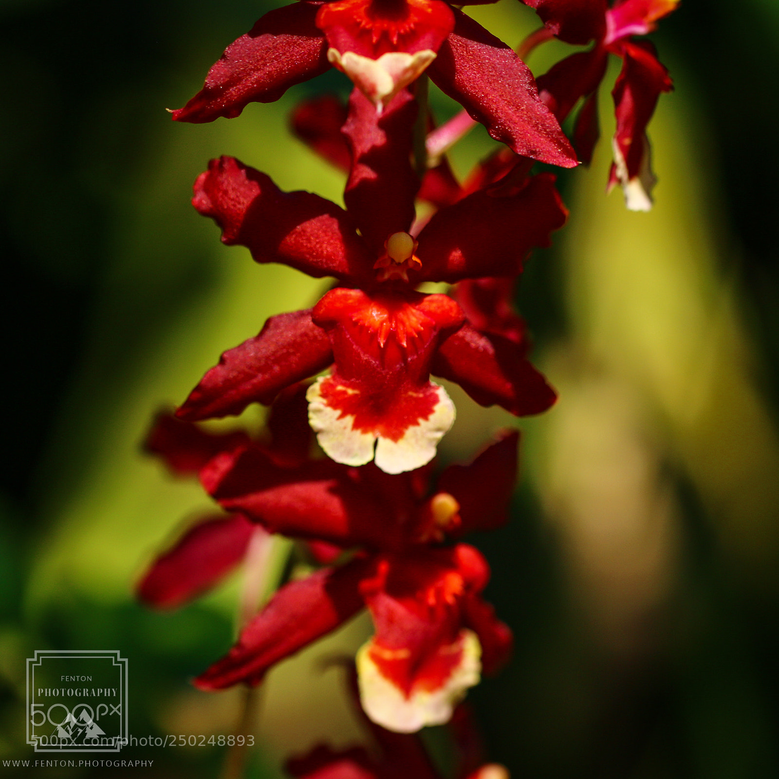 Canon EOS 70D sample photo. Red and white orchids photography