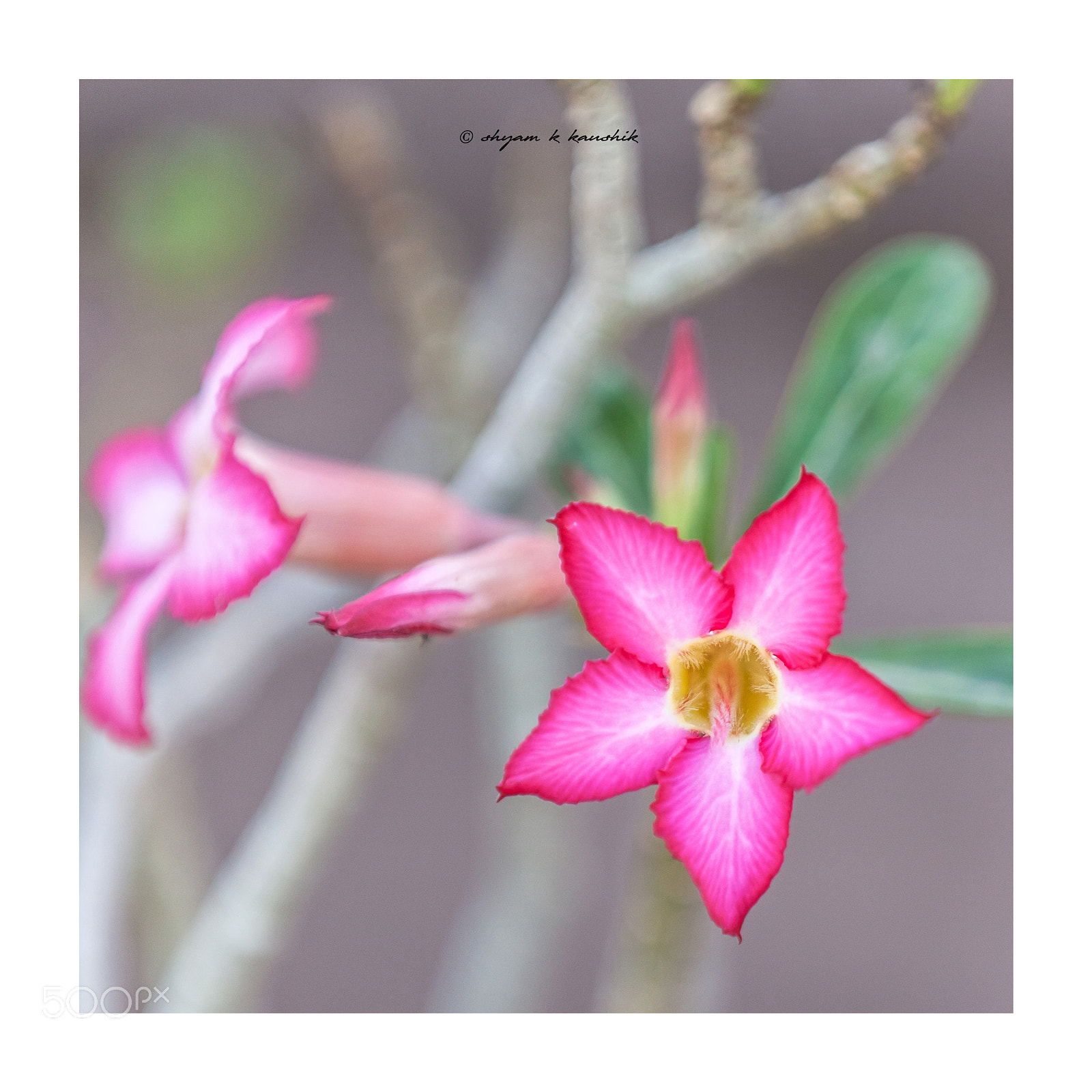 Canon EOS 5D Mark II sample photo. Flower photography