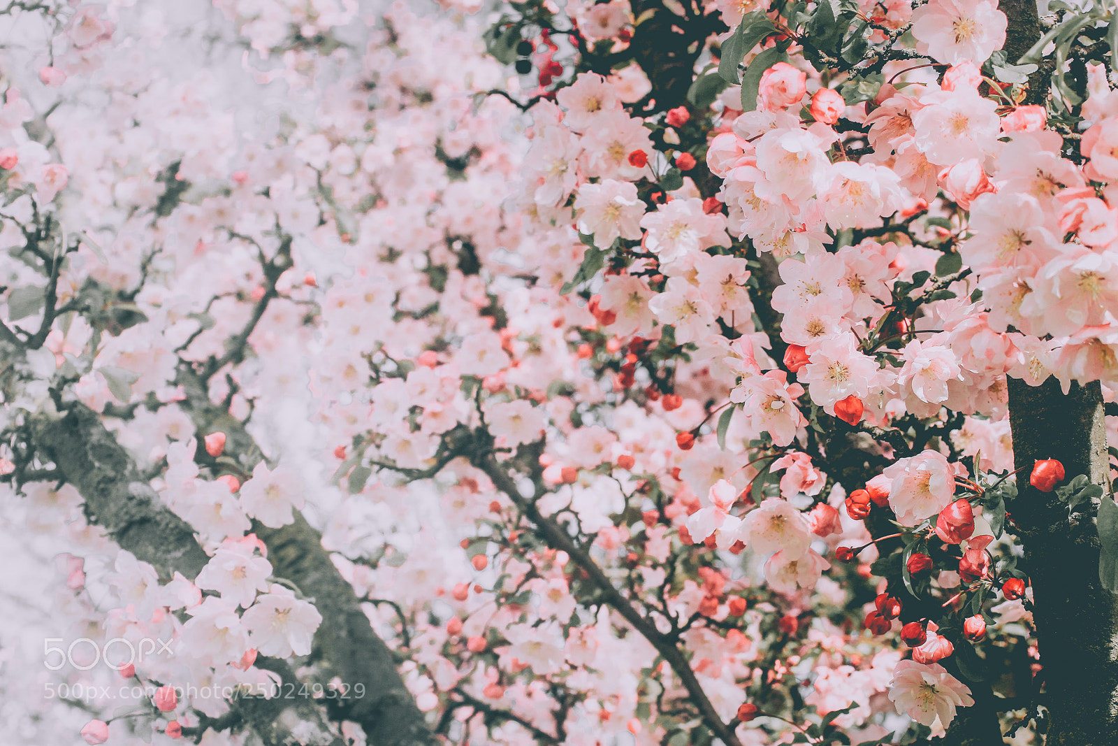 Canon EOS 600D (Rebel EOS T3i / EOS Kiss X5) sample photo. Sakura blooms photography