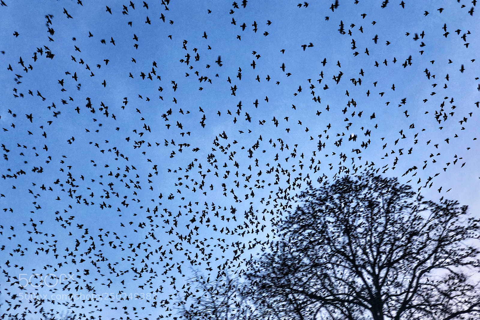 Apple iPhone X sample photo. Starlings photography
