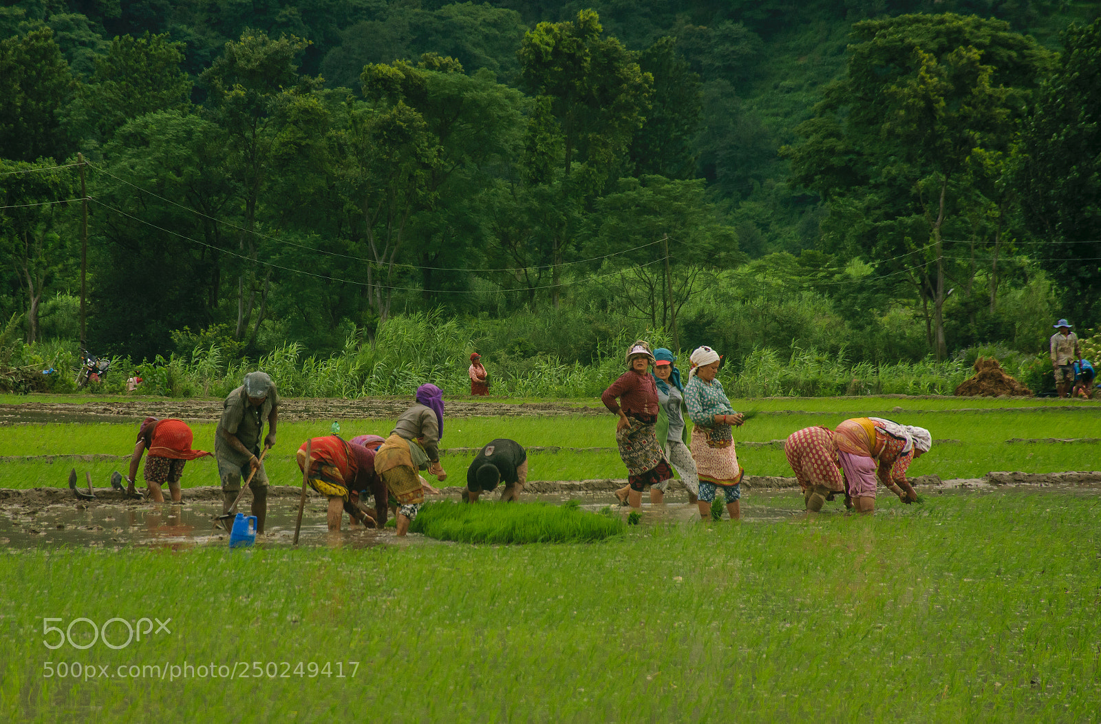 Nikon D5300 sample photo. Rice plantation photography