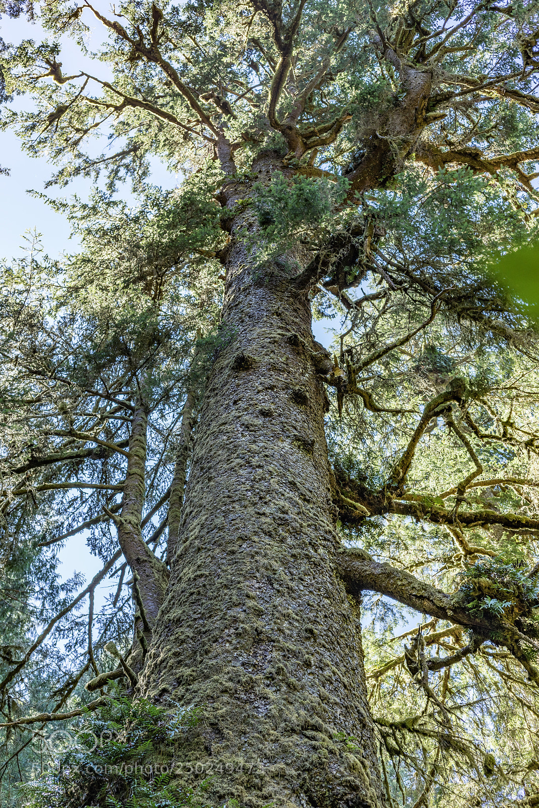 Canon EOS 5D Mark IV sample photo. The moss covered sitka photography