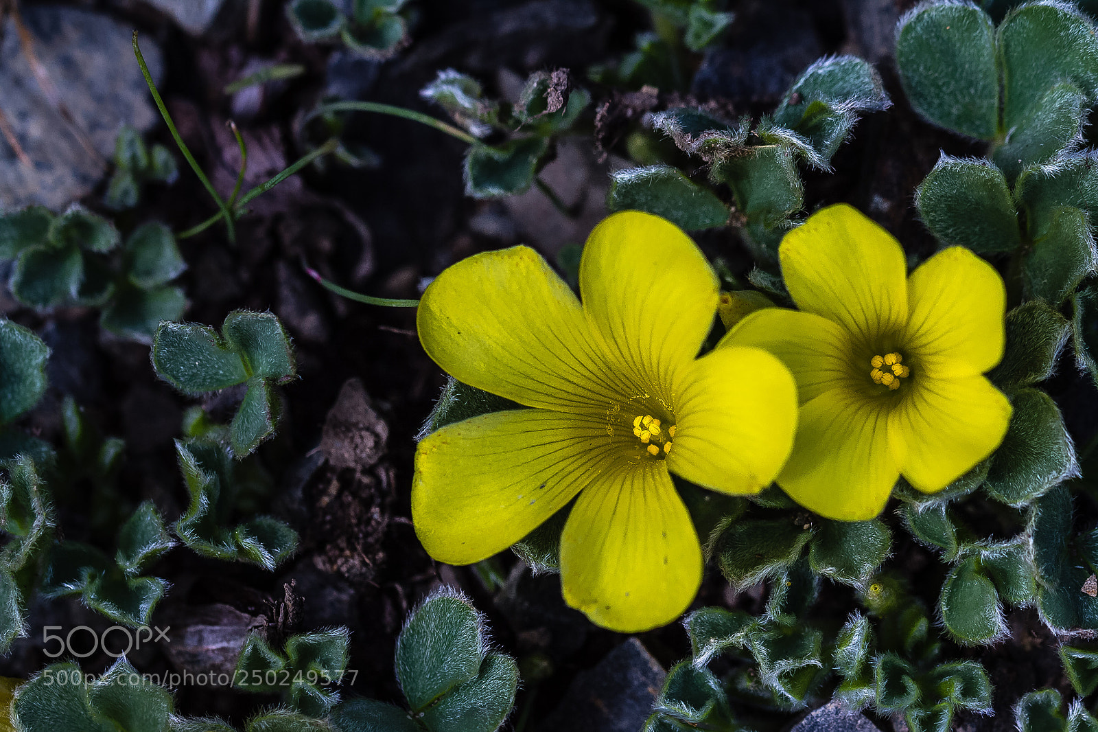 Canon EOS 60D sample photo. Oxalis purpurea 'ken aslet' photography