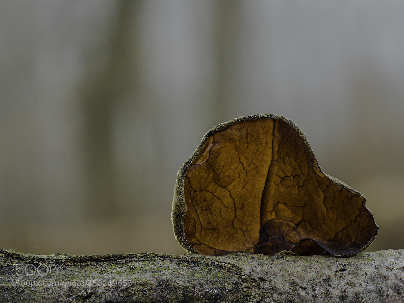 Olympus OM-D E-M1 Mark II sample photo. Judasohr photography