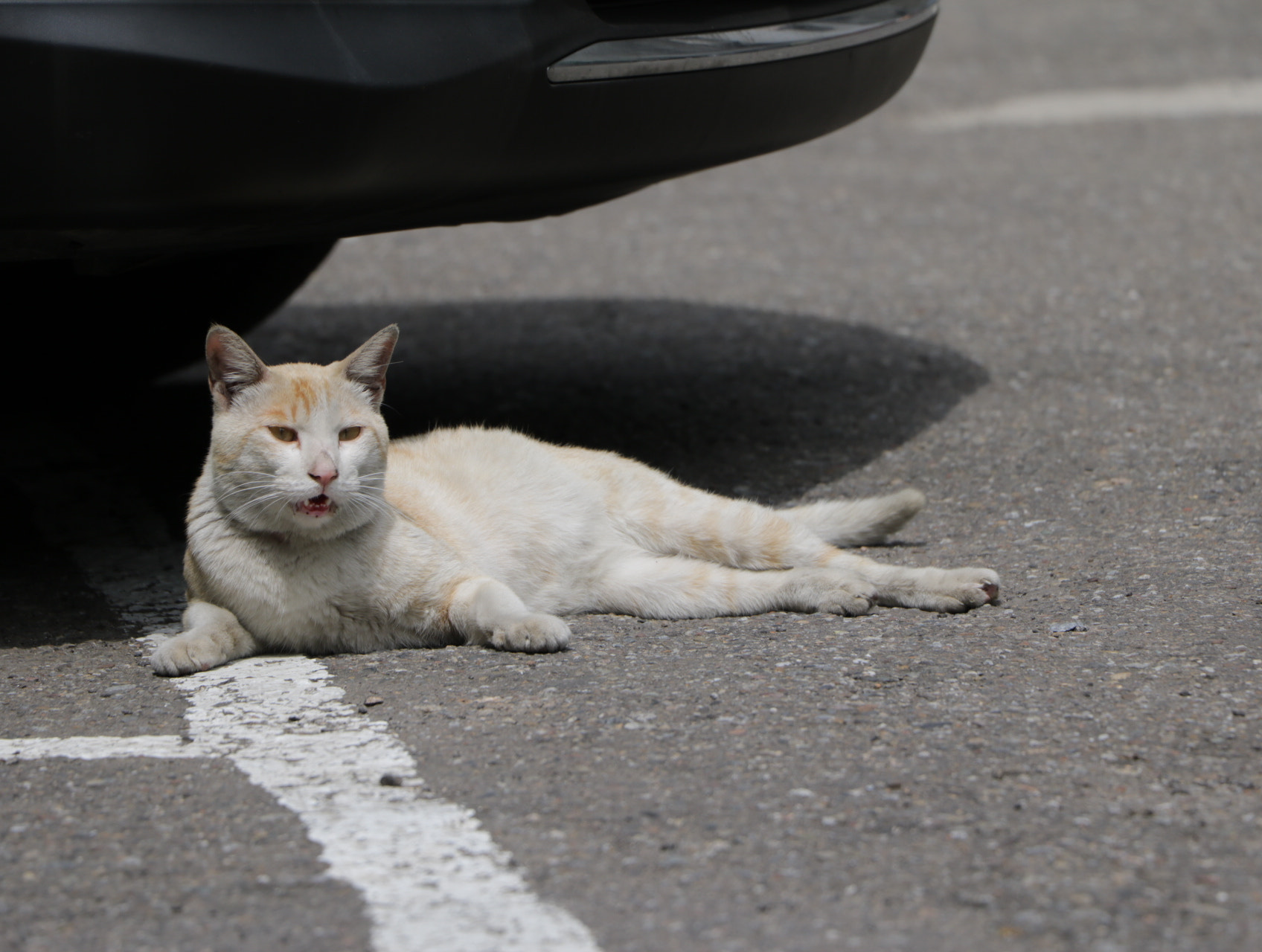 Canon EOS 760D (EOS Rebel T6s / EOS 8000D) sample photo