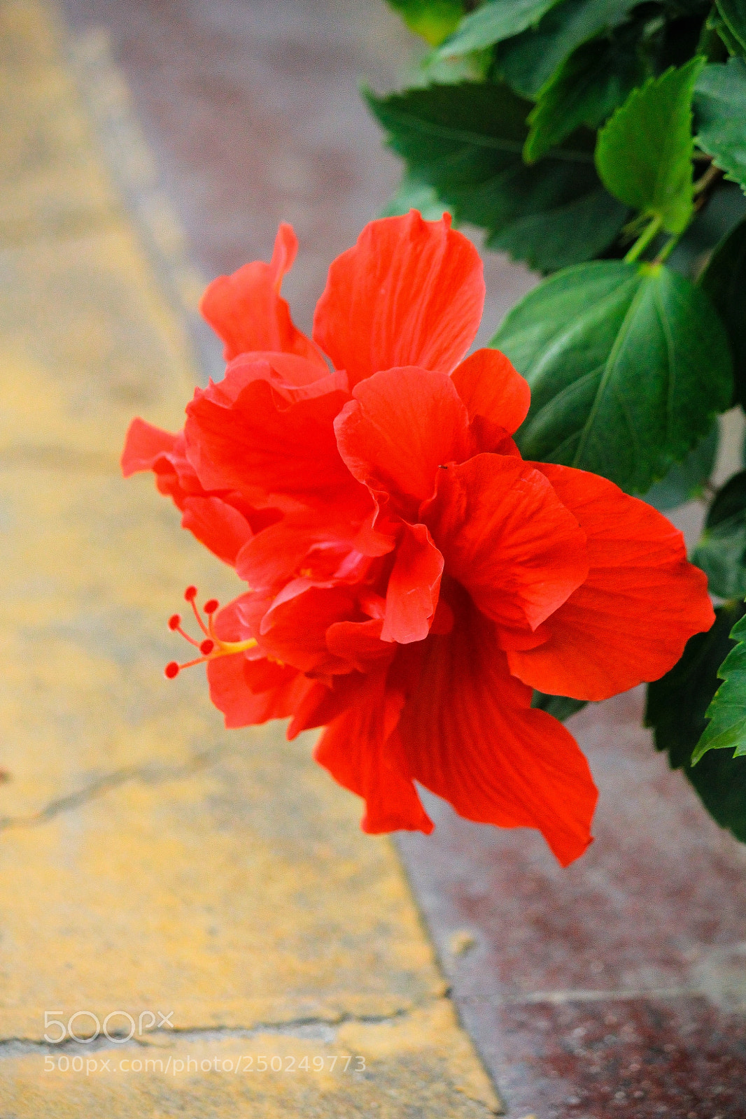 Canon EOS 550D (EOS Rebel T2i / EOS Kiss X4) sample photo. *** photography