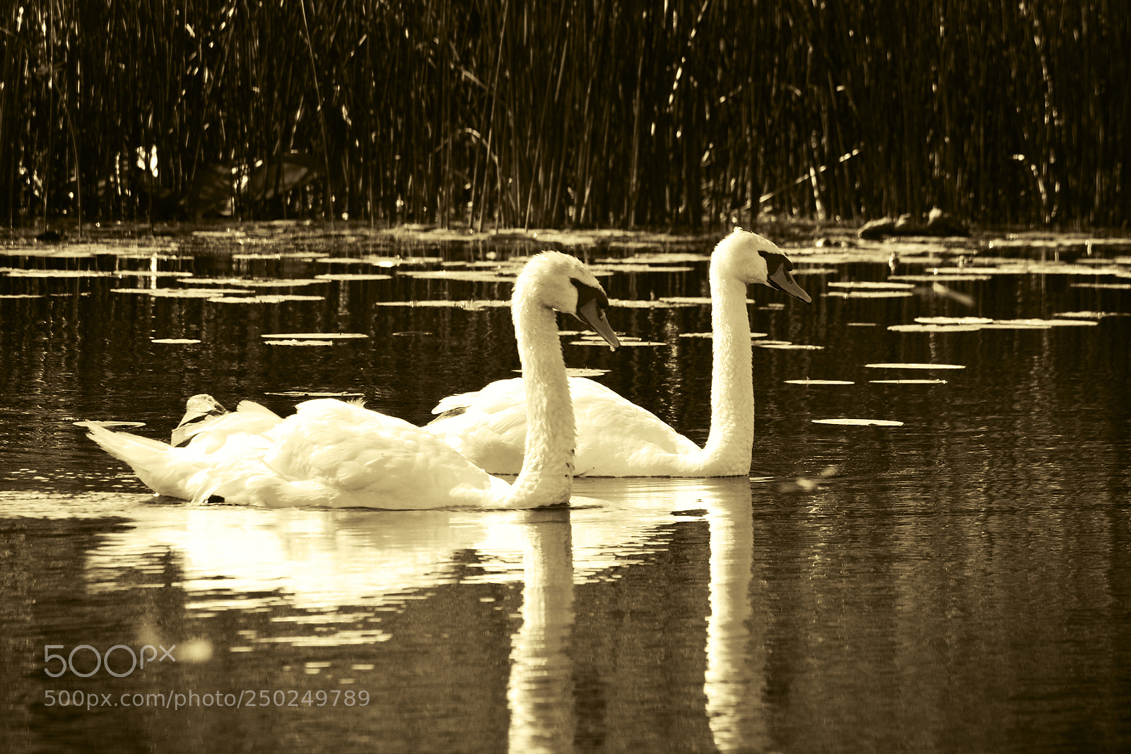 Nikon D5200 sample photo. Pair photography