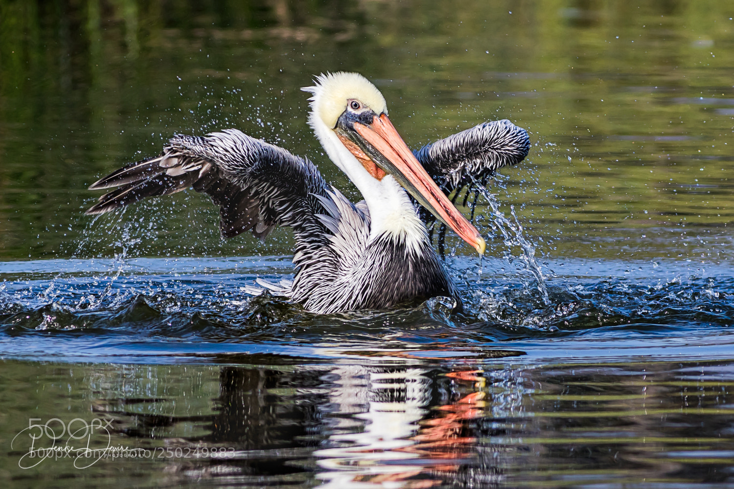Canon EOS 7D Mark II sample photo. Brown pelican photography