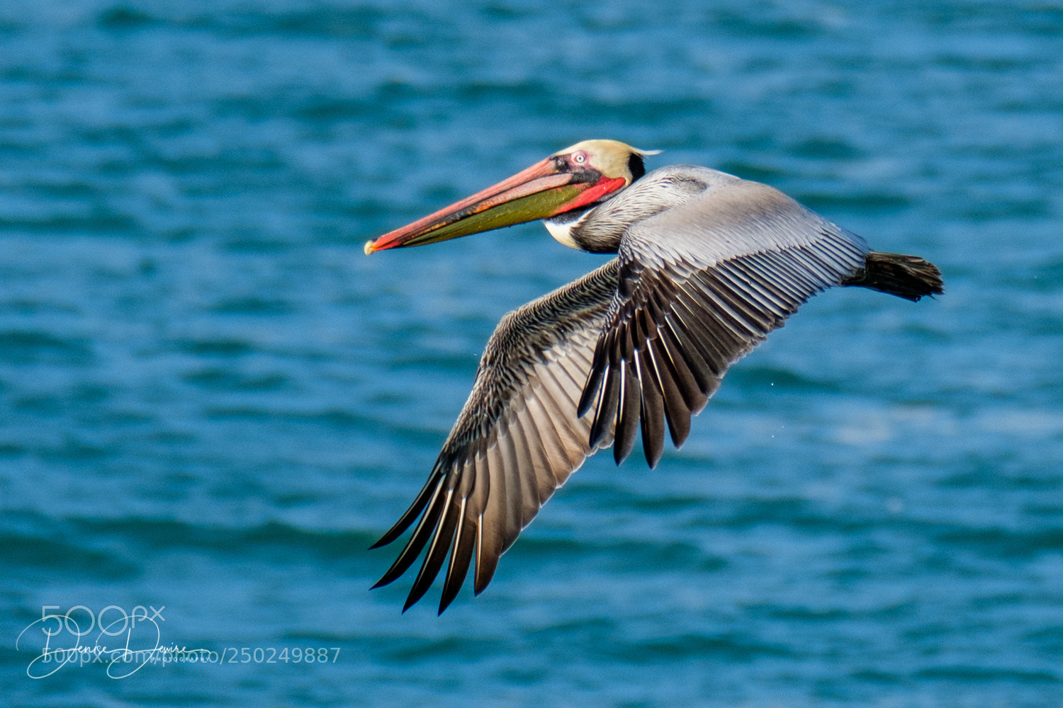 Fujifilm X-T2 sample photo. Brown pelican in flight photography