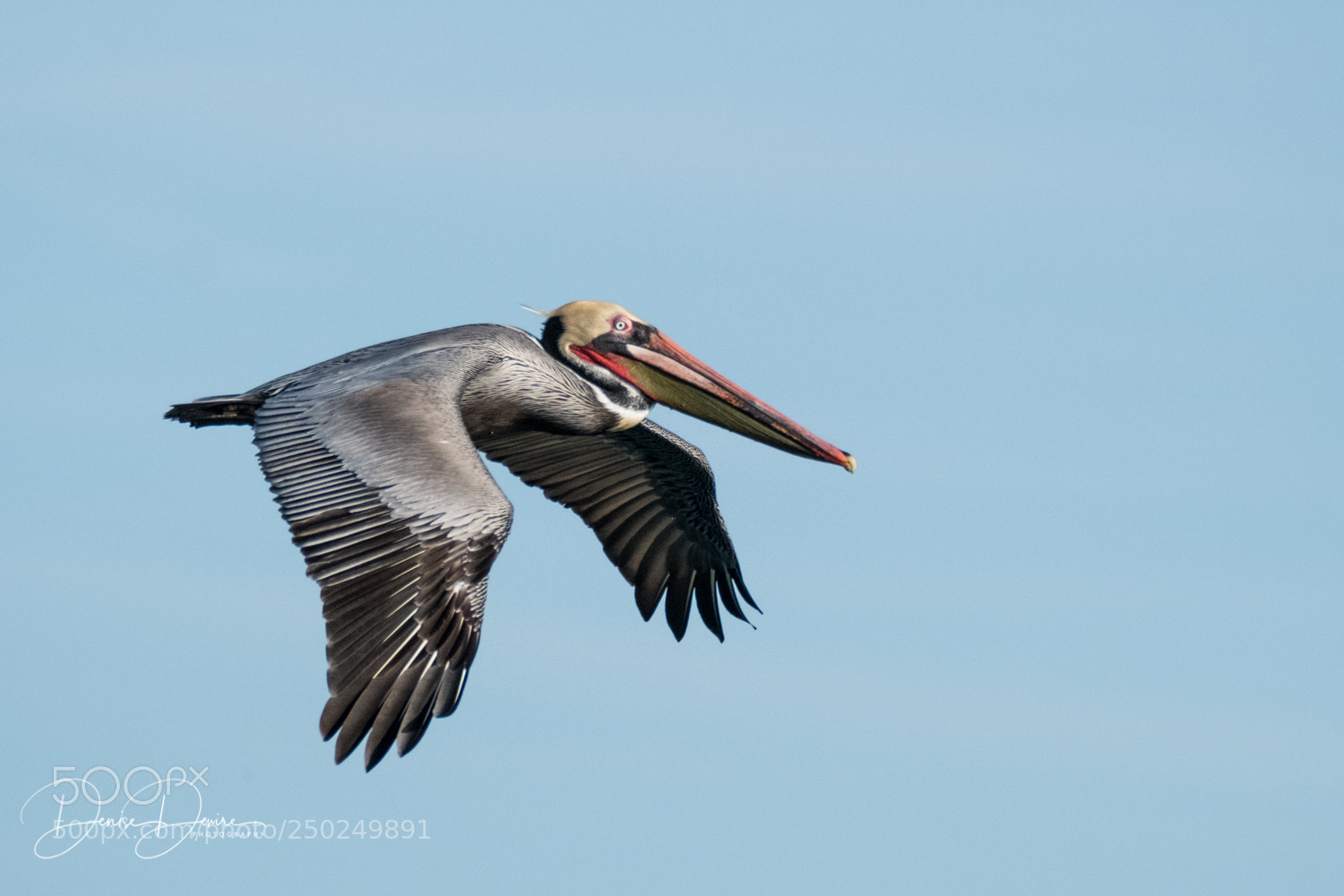 Fujifilm X-T2 sample photo. Brown pelican in flight photography