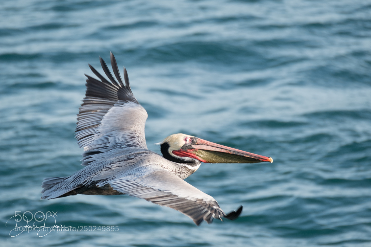 Fujifilm X-T2 sample photo. Brown pelican in flight photography