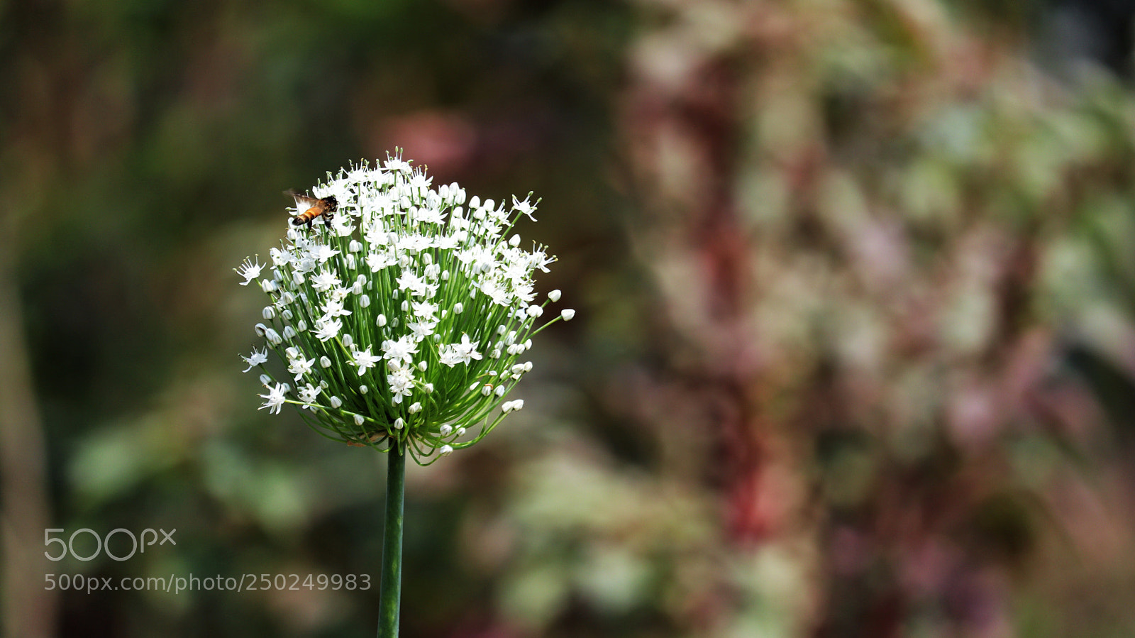 Canon EOS 200D (EOS Rebel SL2 / EOS Kiss X9) sample photo. Onion flower & honeybee  photography