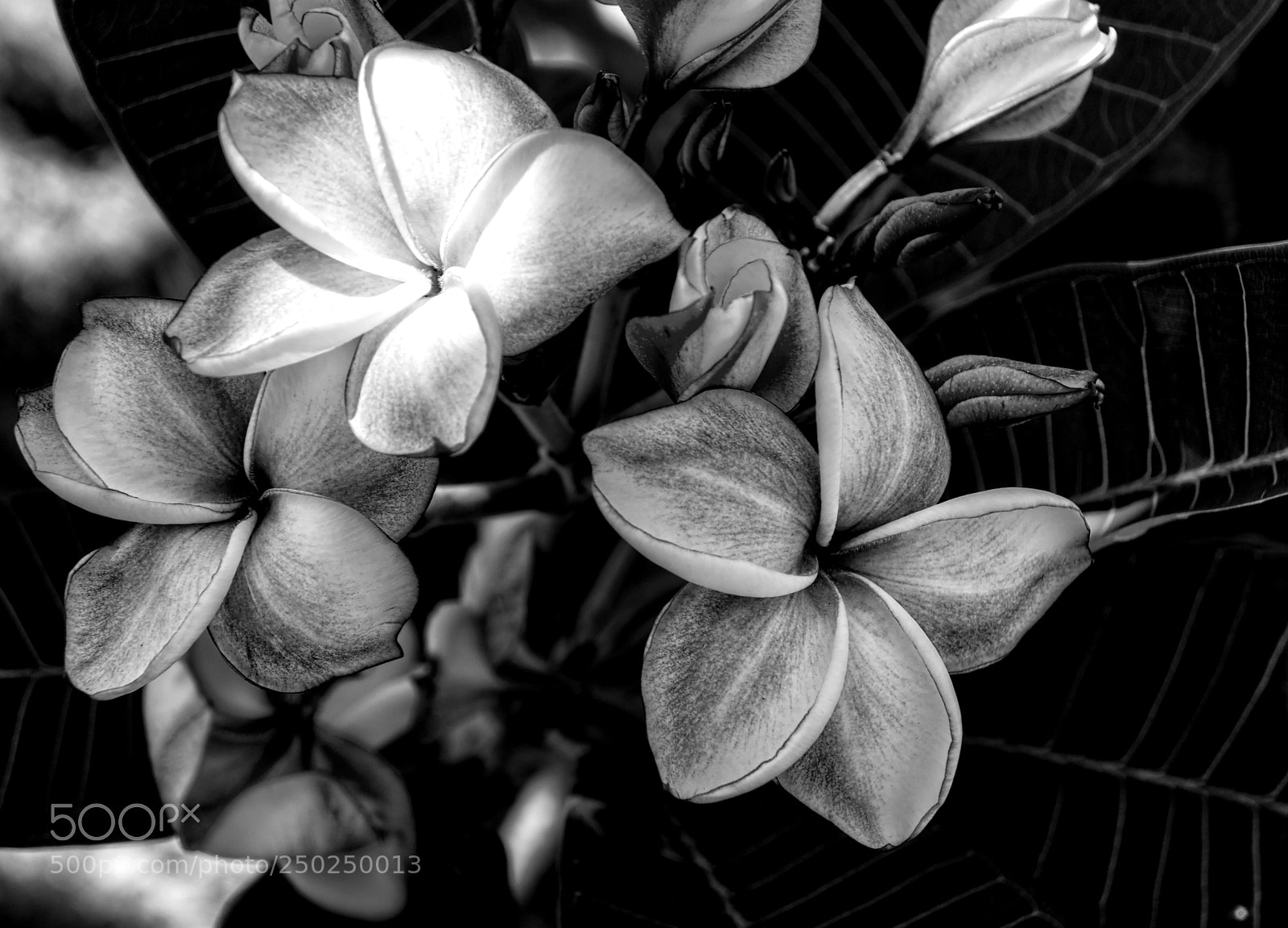 Sony Alpha NEX-7 sample photo. Plumeria in b&w photography