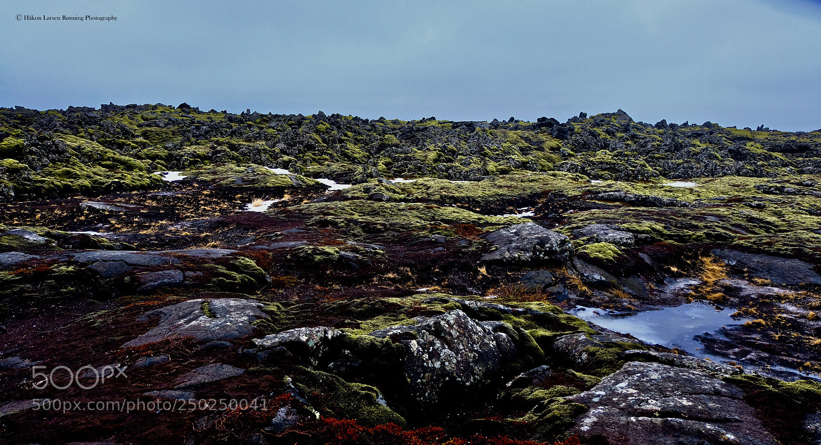 Fujifilm X-T20 sample photo. Moss of many colours photography