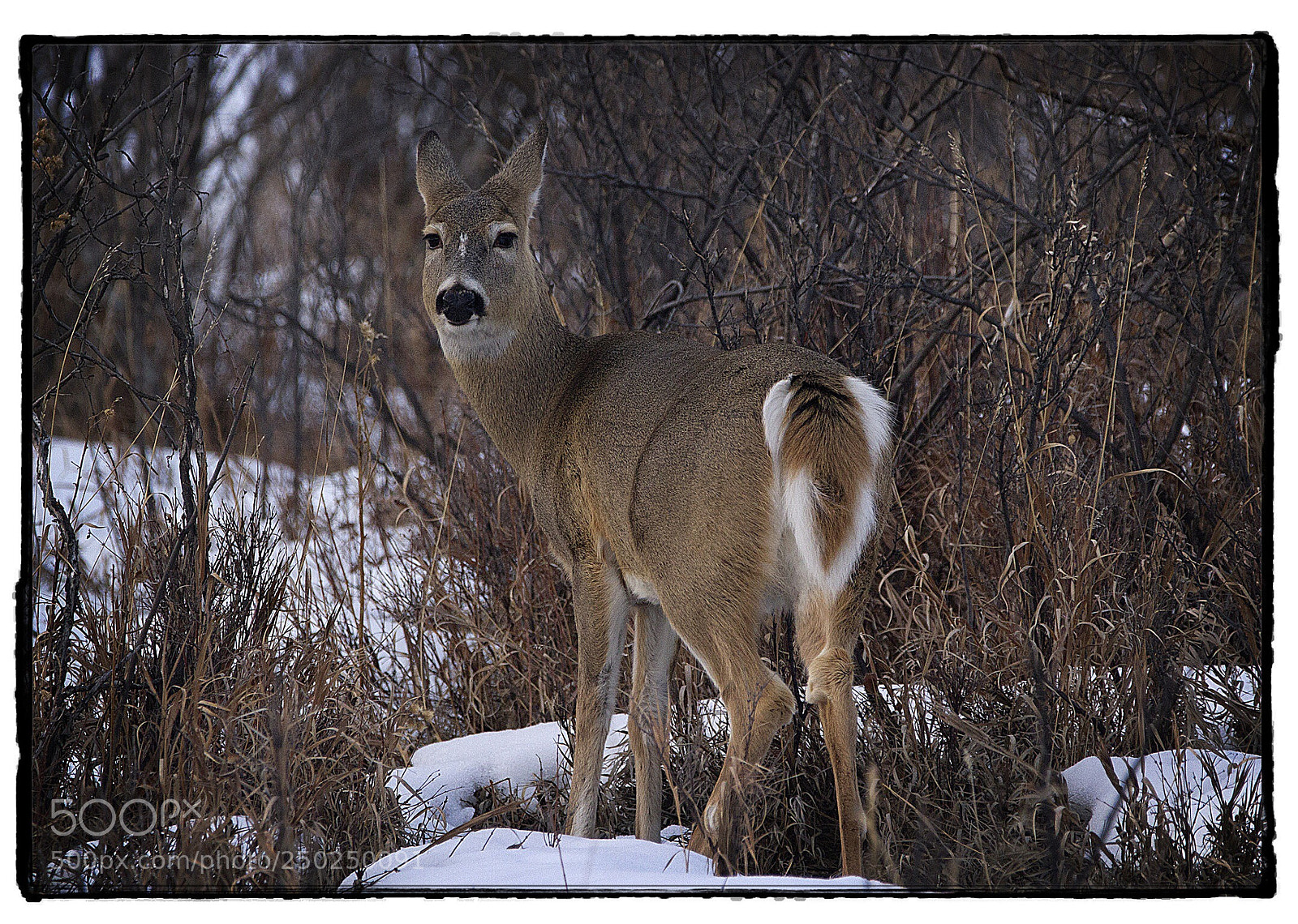 Canon EOS 7D sample photo. Whitetail deer  photography