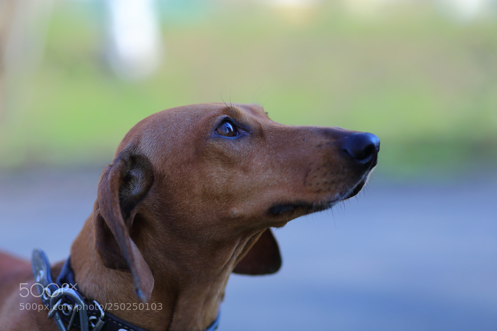 Canon EF 85mm F1.8 USM sample photo. Img photography