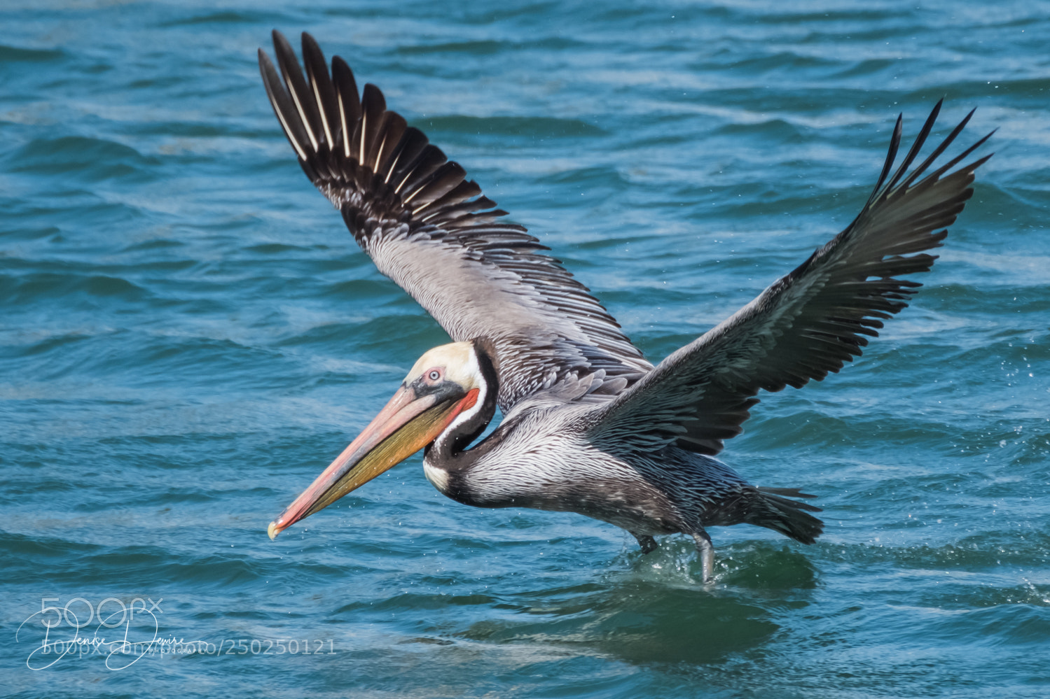 Fujifilm X-T2 sample photo. Brown pelican photography