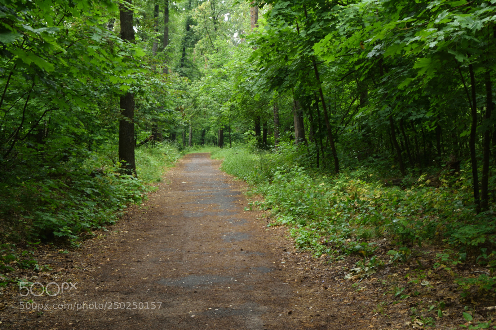 Nikon D3300 sample photo. Walk through the summer photography