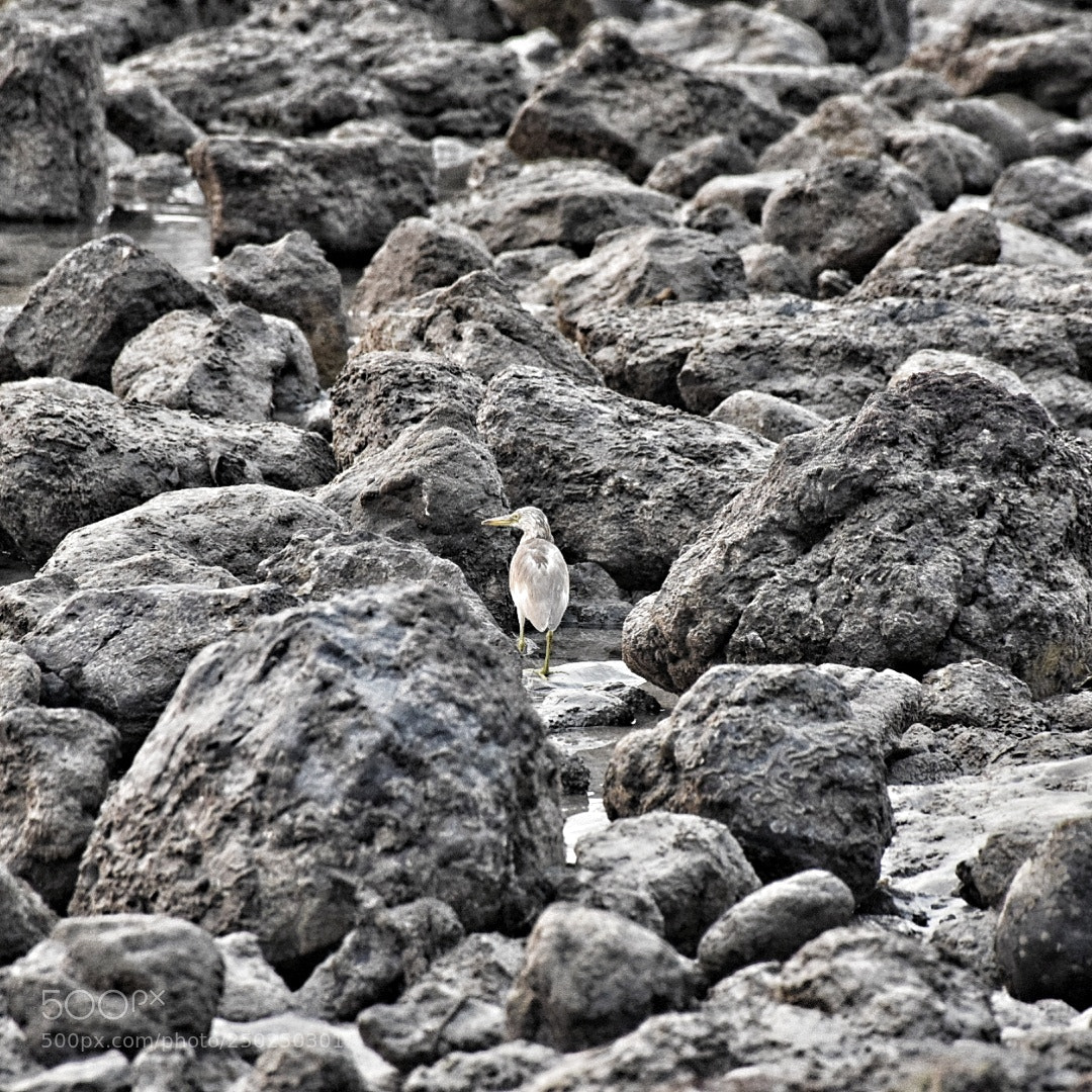Nikon D5300 sample photo. Camouflage photography