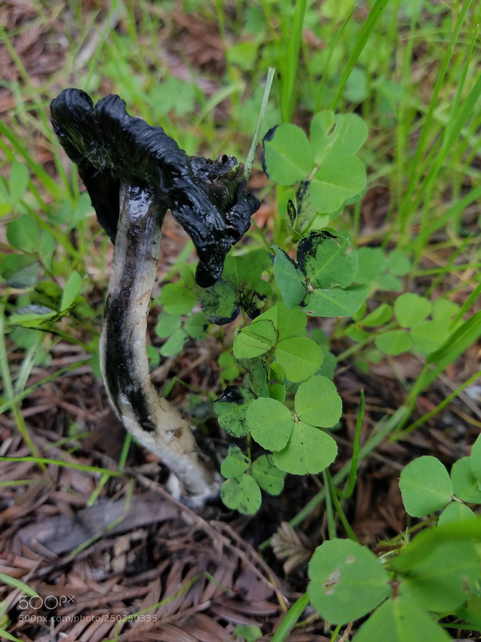 Samsung Galaxy S7 sample photo. Fetid photography
