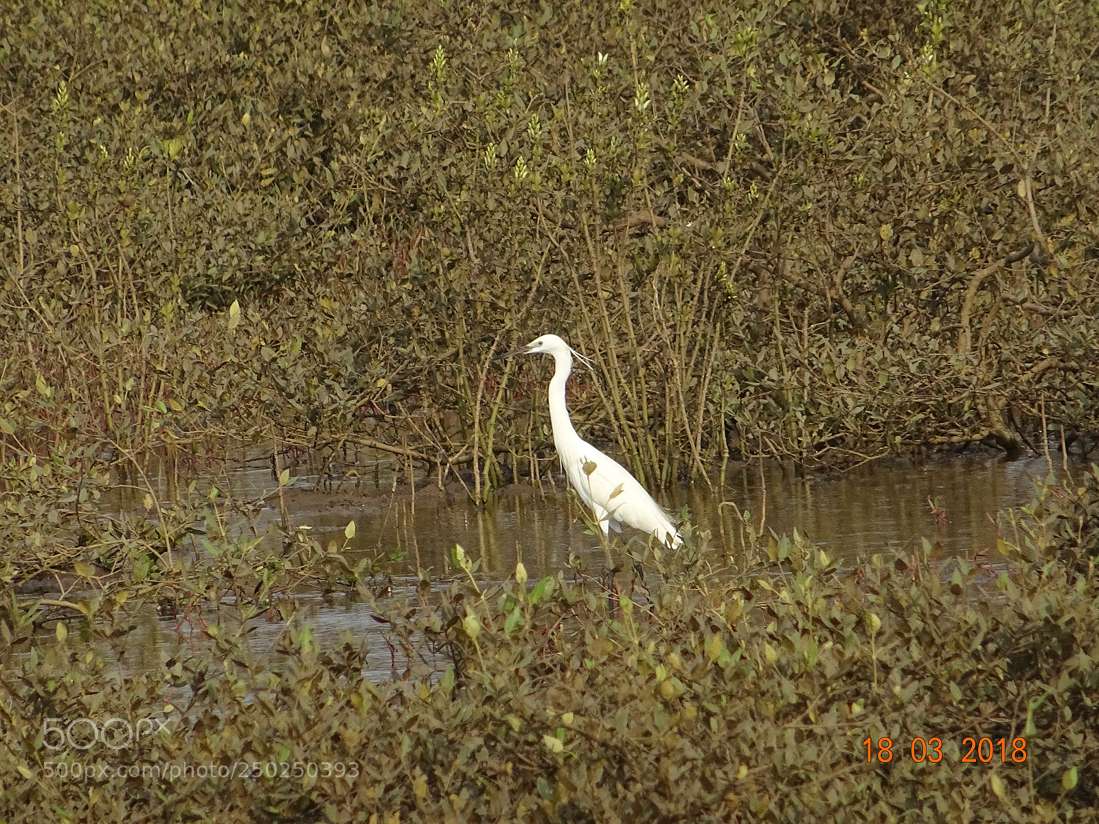 Sony DSC-HX60V sample photo. Birds photography