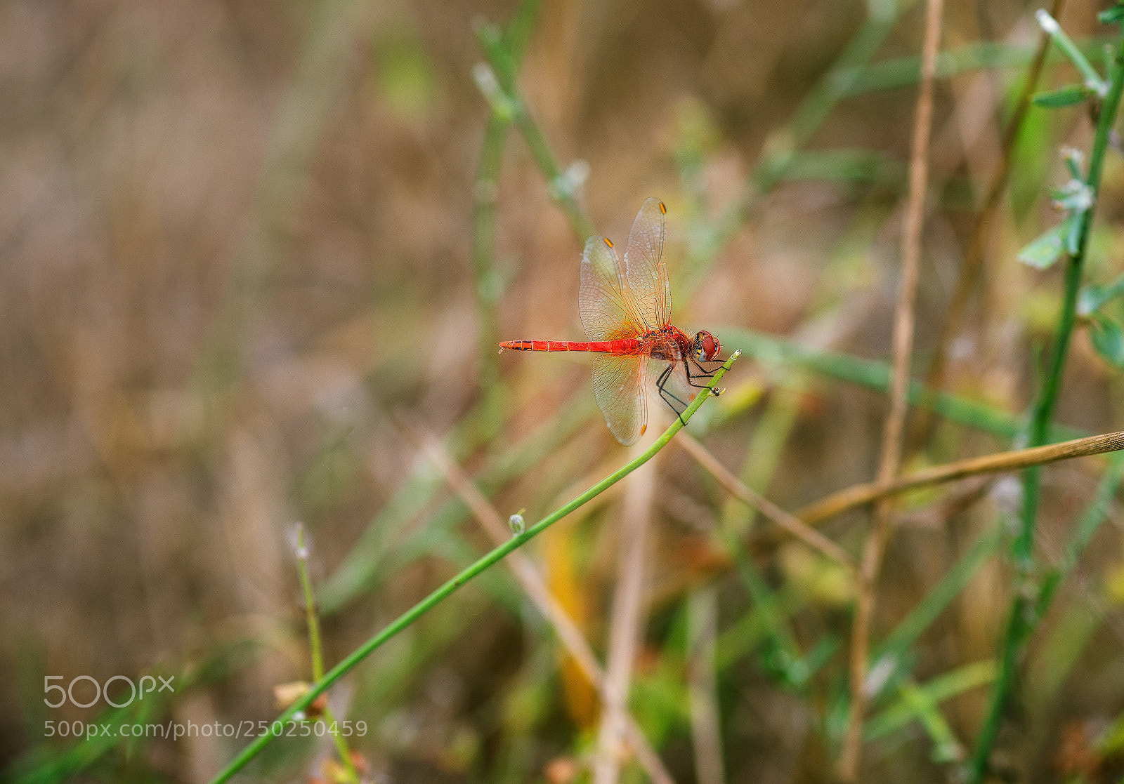 Nikon D600 sample photo. Dragonfly in field of photography