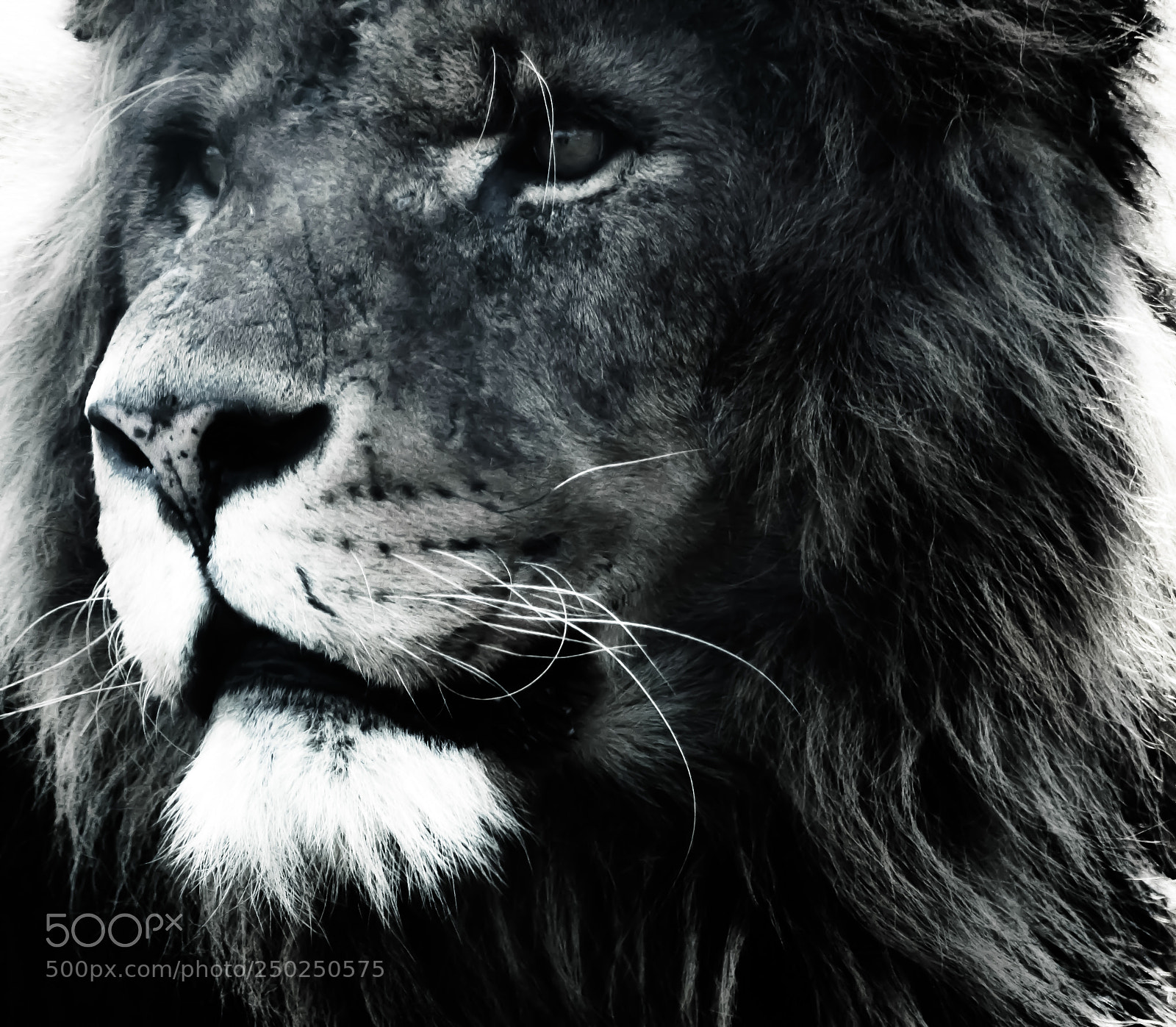 Nikon D3200 sample photo. Portrait of a lion photography