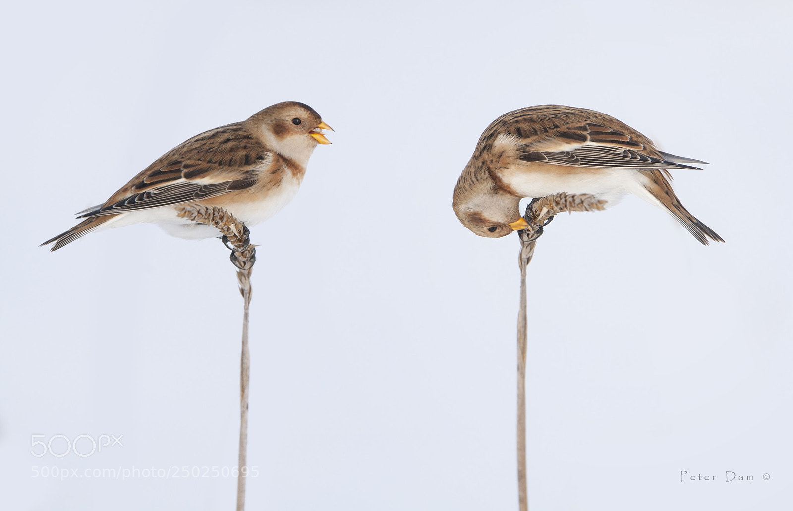 Canon EOS-1D Mark III sample photo. Snow buntings photography