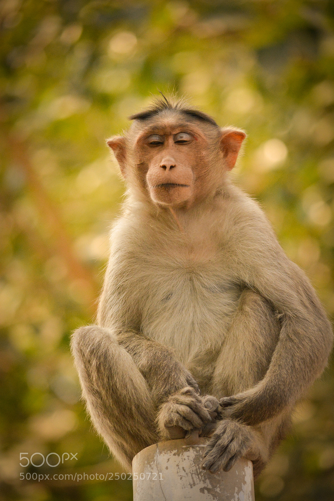 Nikon D5200 sample photo. Bonnet macaque sitting on photography
