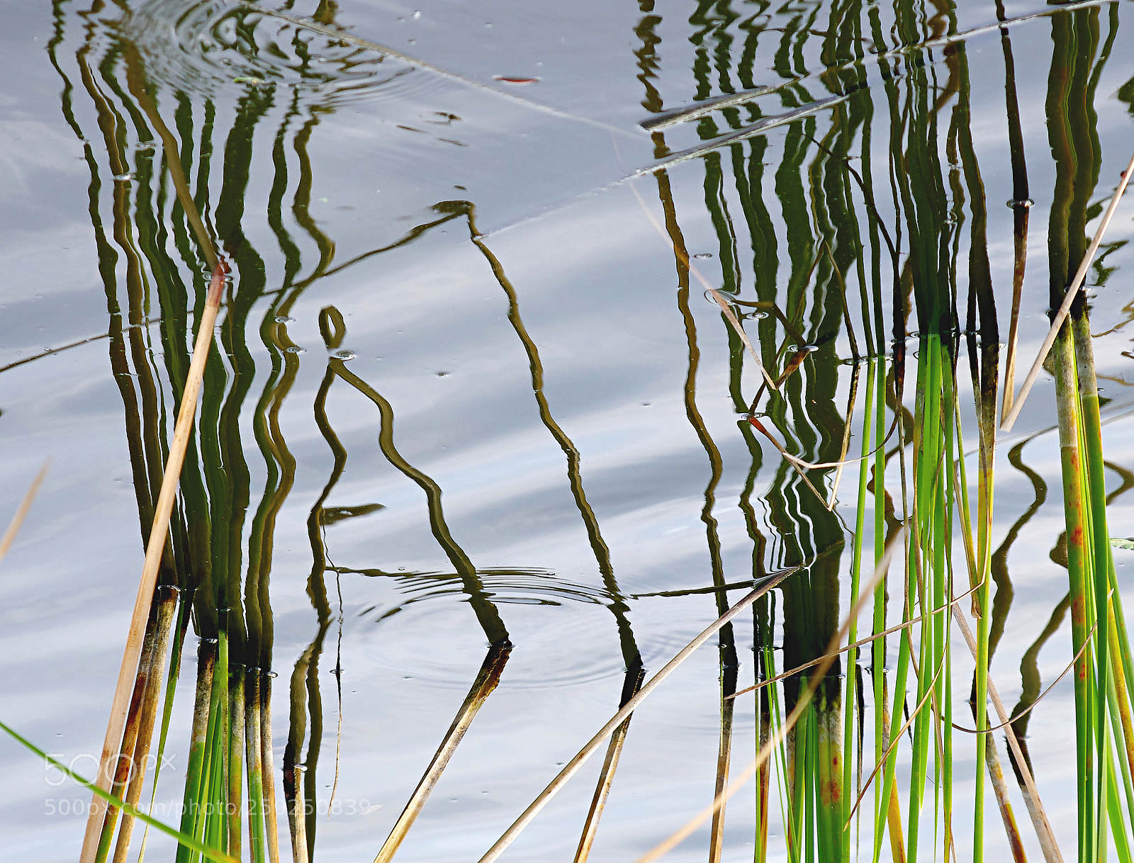 Pentax K-5 sample photo. Reeds to u photography