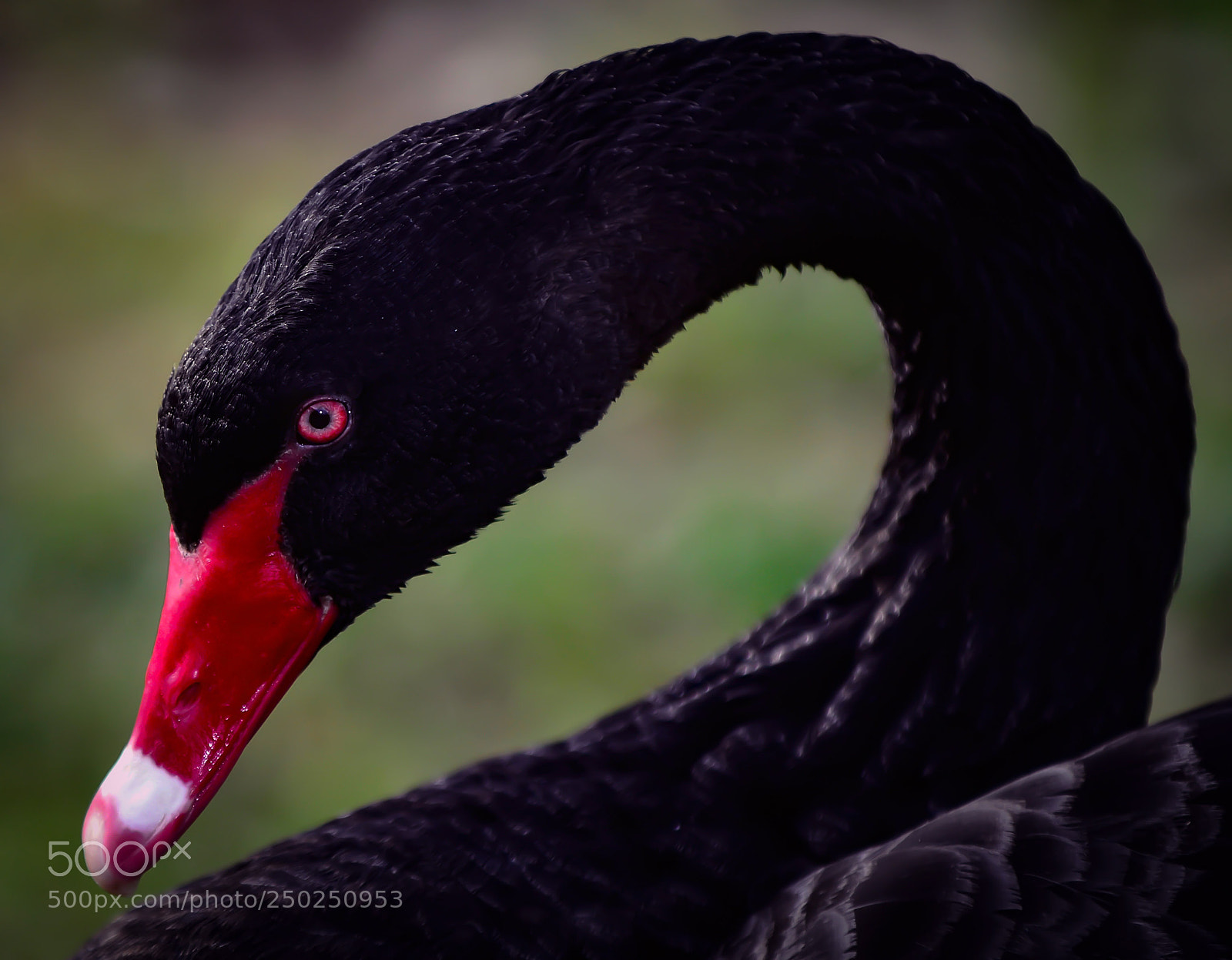 Nikon D800 sample photo. Beautiful black swan photography