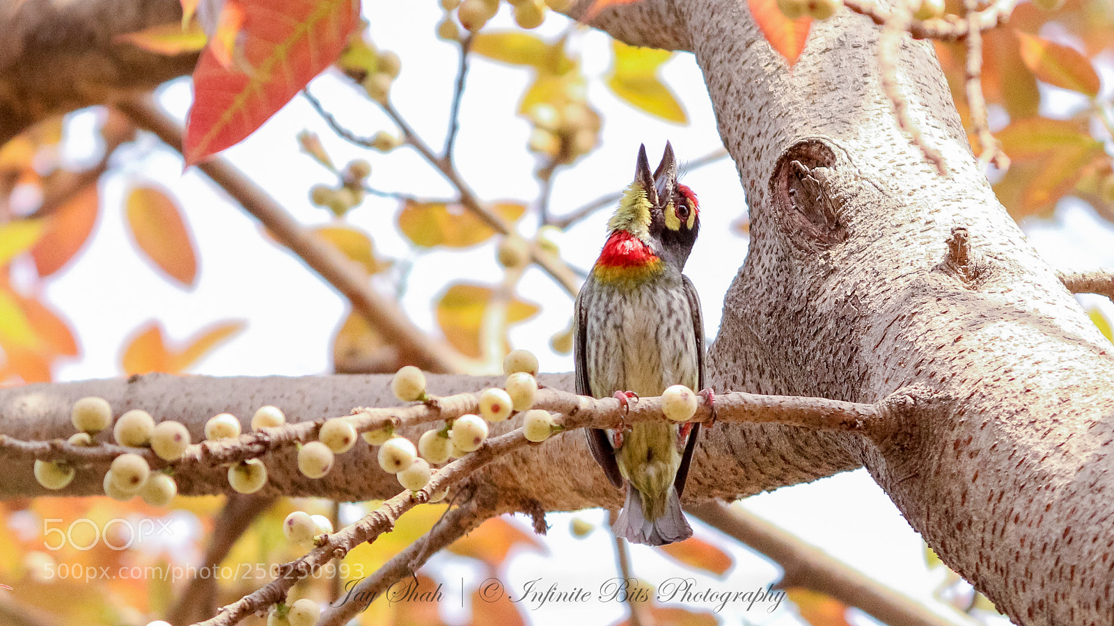 Canon EOS 700D (EOS Rebel T5i / EOS Kiss X7i) sample photo. Coppersmith barbet photography