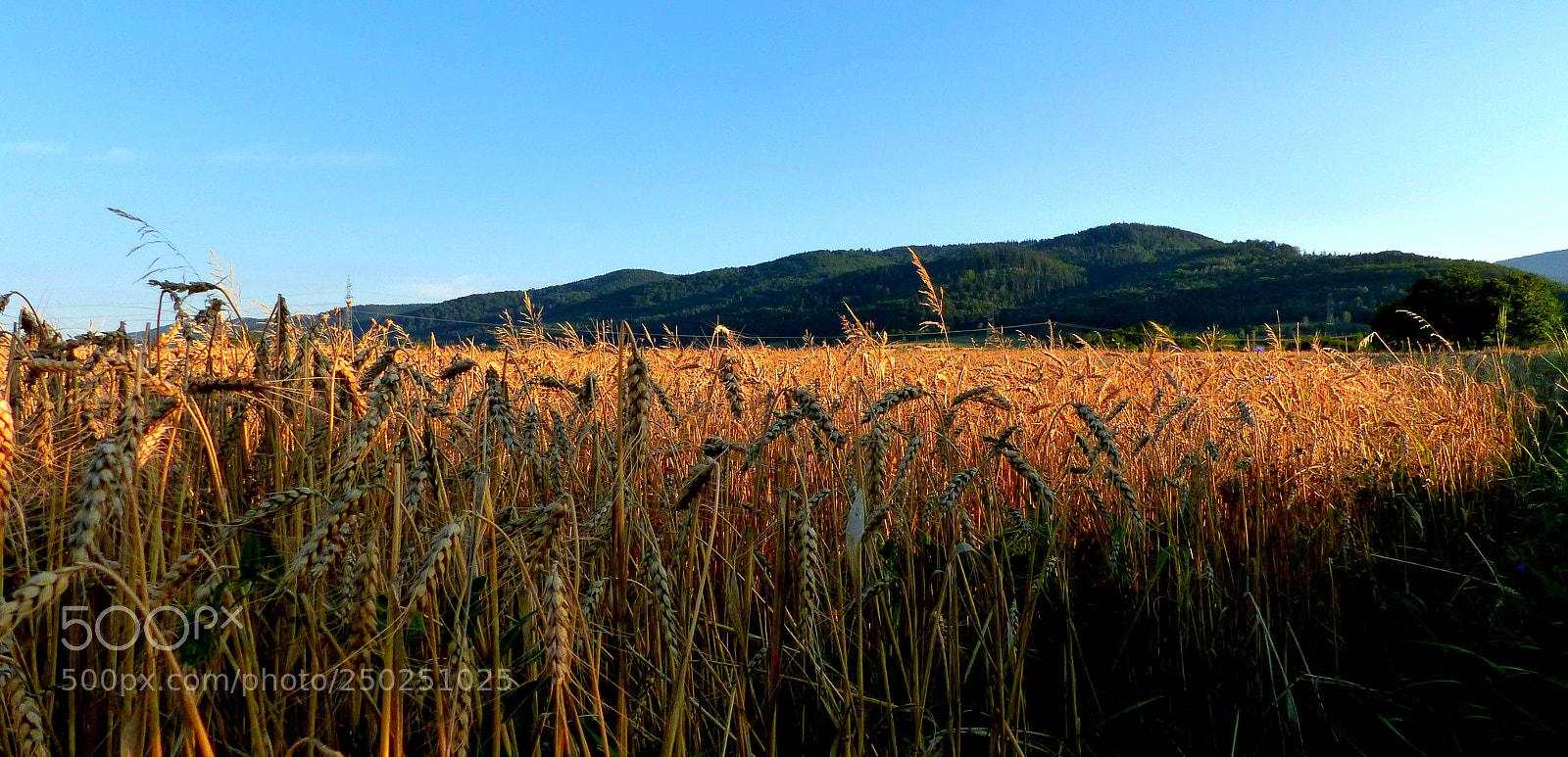 Panasonic Lumix DMC-FZ200 sample photo. Summer moods. photography