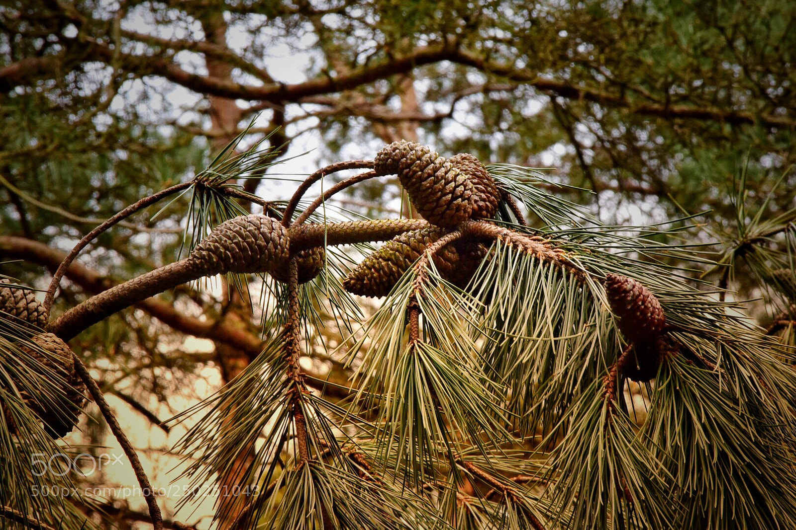 Nikon D5500 sample photo. Untitled photography
