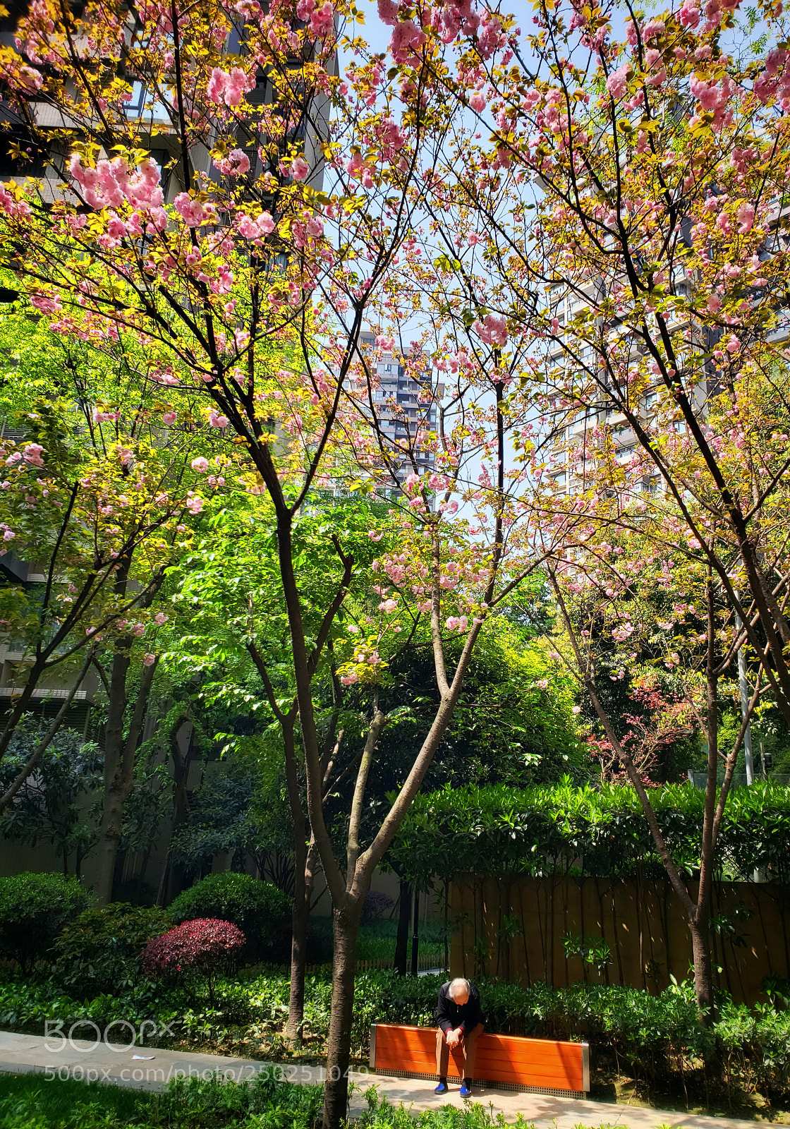 Samsung Galaxy S9+ sample photo. 樱花也烂漫 photography