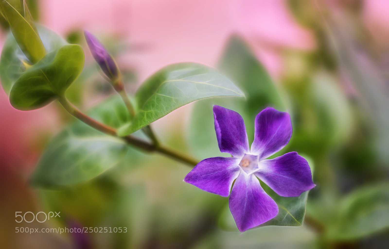 Nikon D850 sample photo. Is iy really spring ??? photography