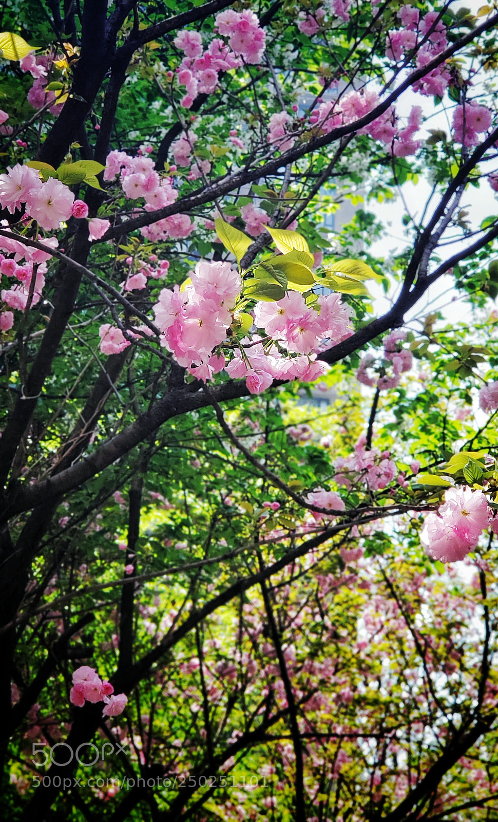 Samsung Galaxy S9+ sample photo. 樱花也烂漫 photography