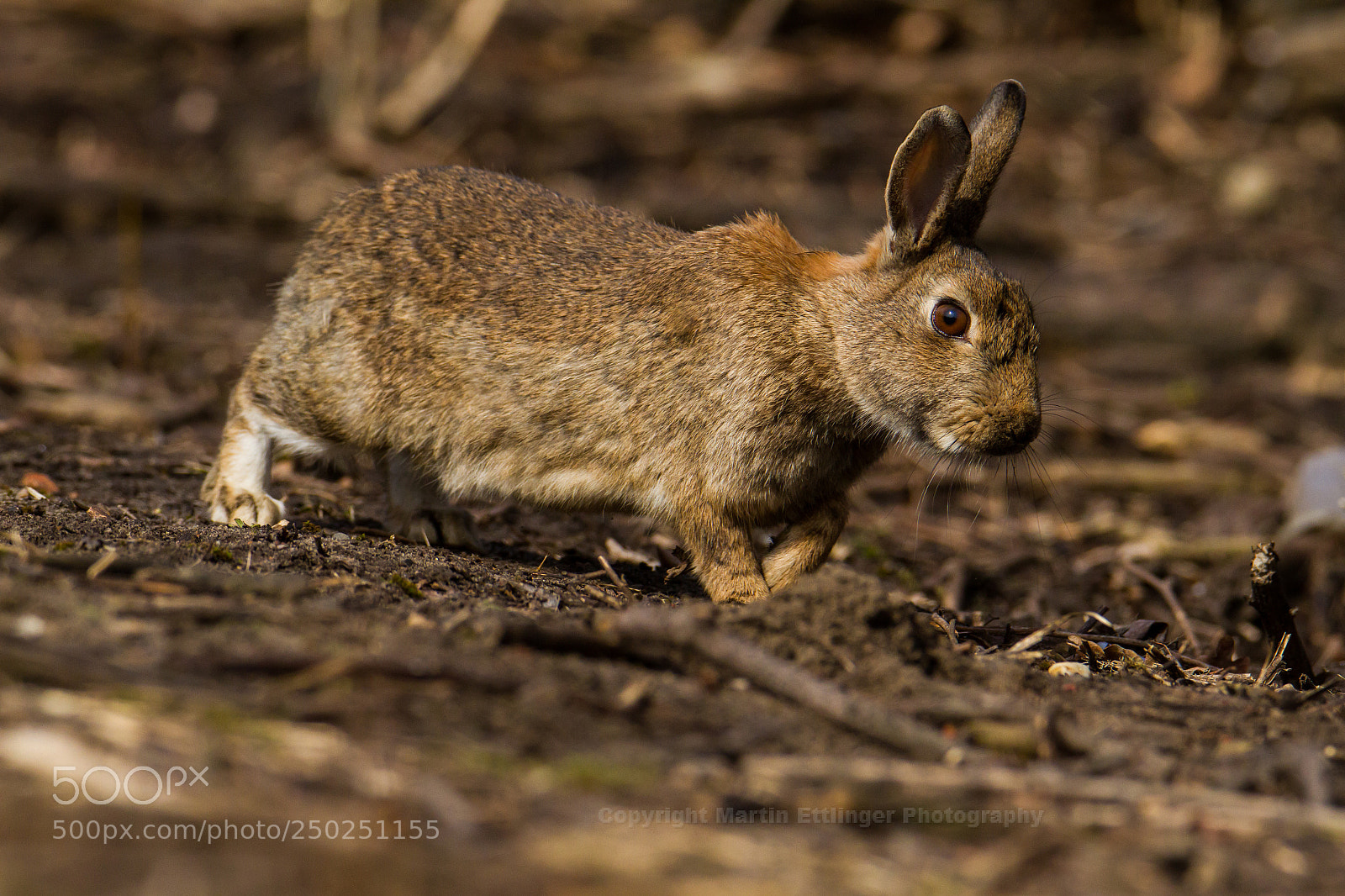 Canon EOS 7D sample photo. European rabbit (oryctolagus cuniculus)  21032018 photography