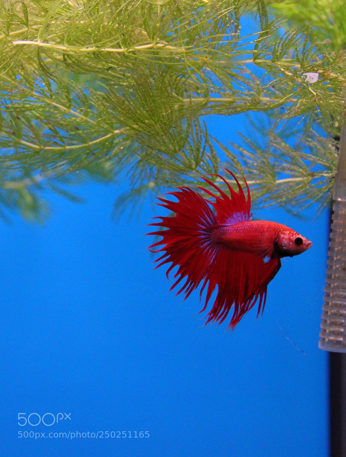 Canon EOS 600D (Rebel EOS T3i / EOS Kiss X5) sample photo. Just small beautiful fish photography