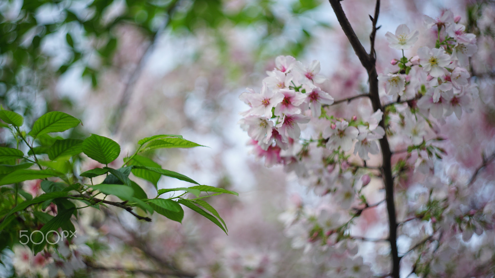 Sony a7 II + Canon EF 40mm F2.8 STM sample photo. Dsc photography