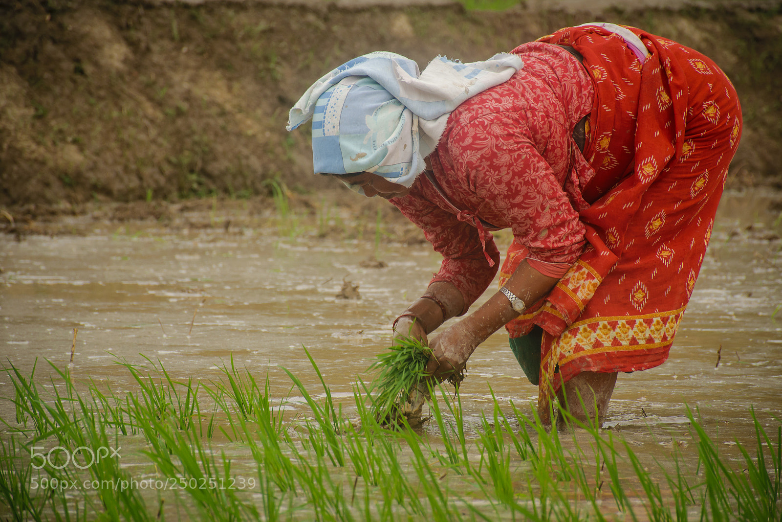 Nikon D5300 sample photo. Rice planting on monsoon photography