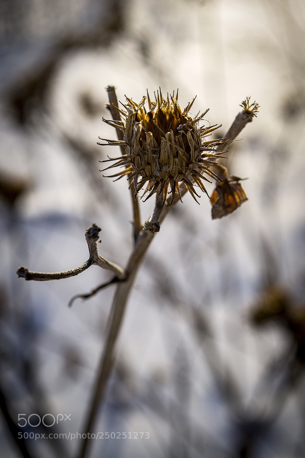 Nikon D3100 sample photo. ріп'ях photography