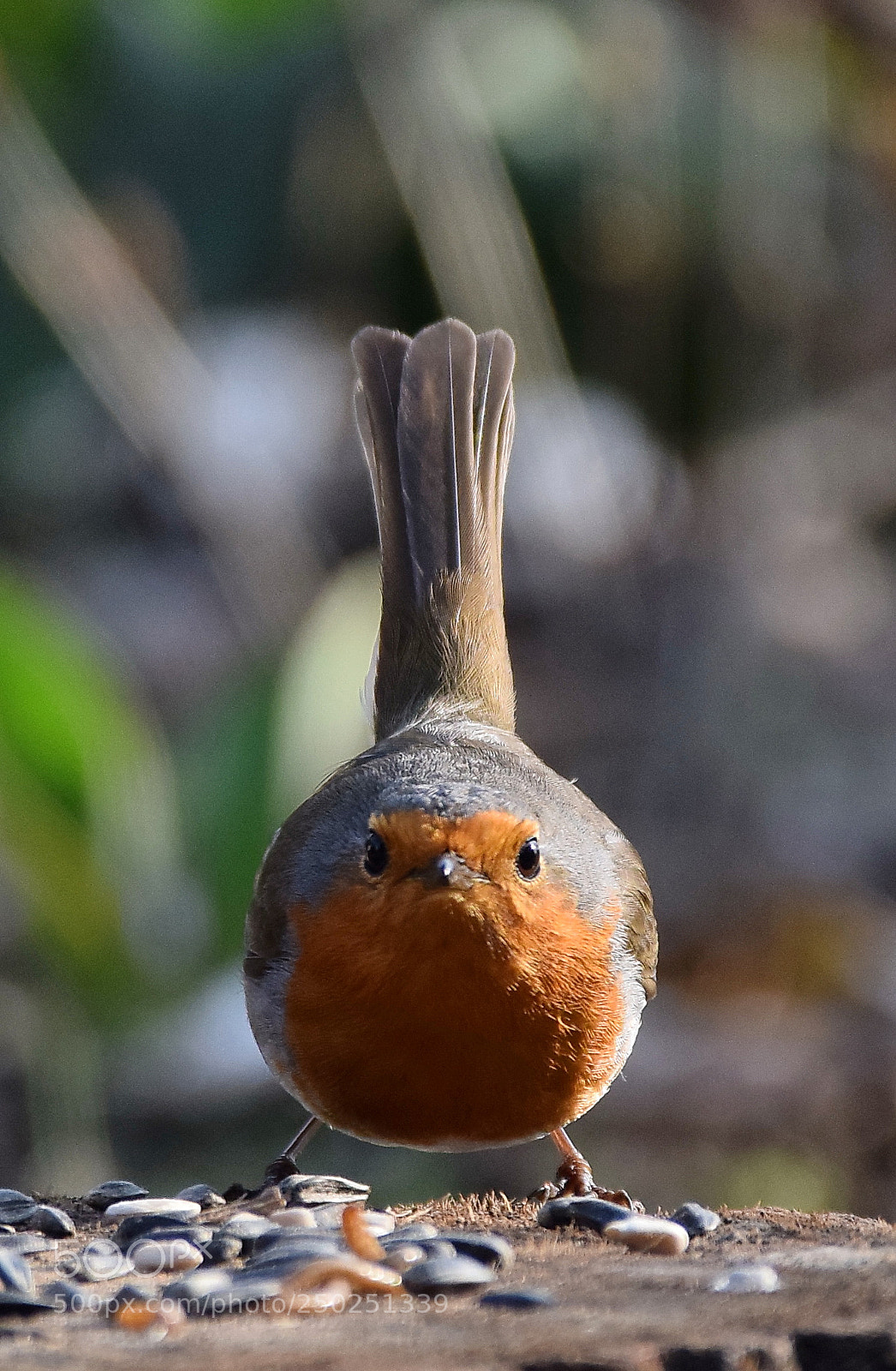 Nikon D5300 sample photo. Robin ball photography