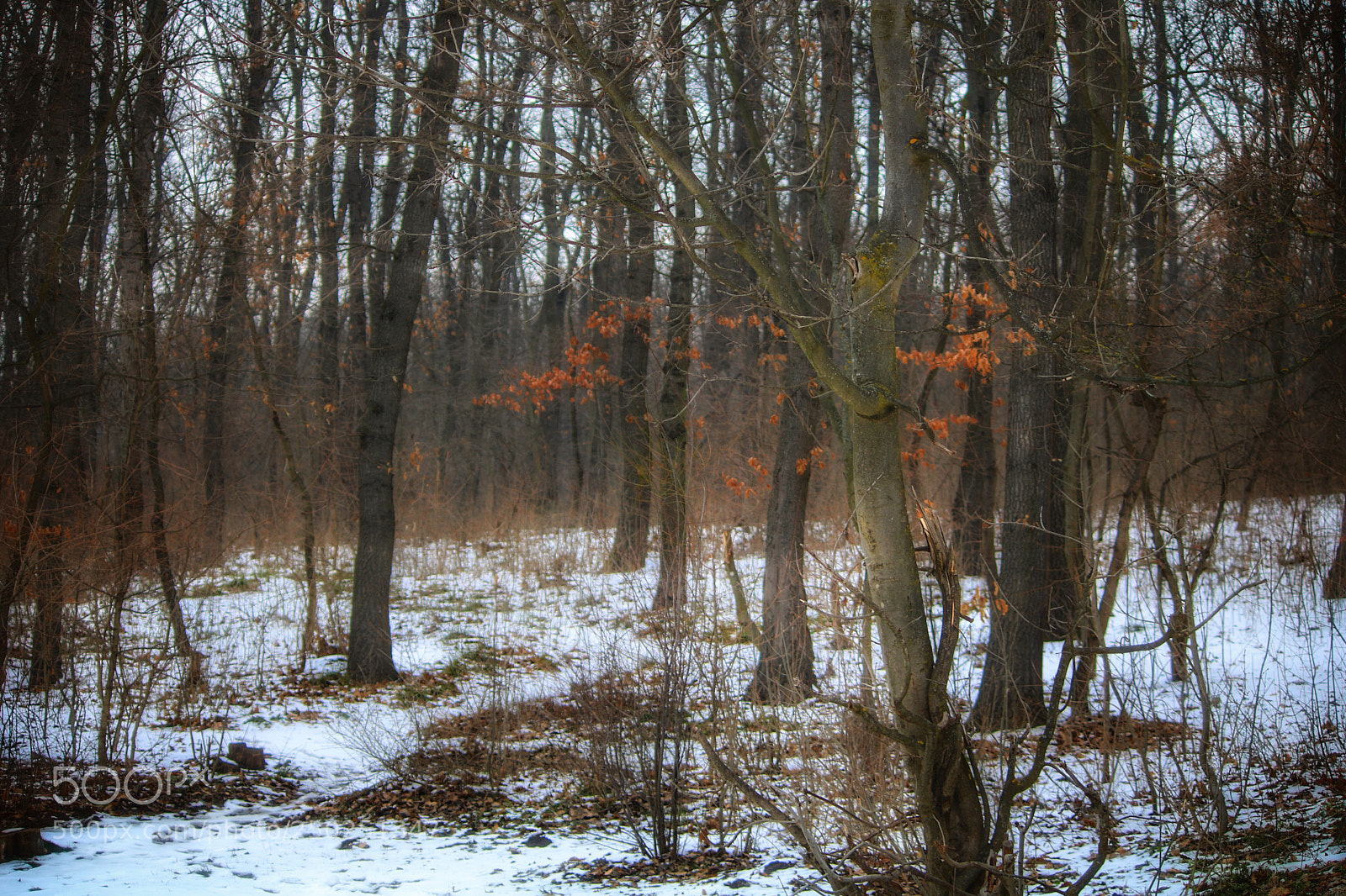 Canon EOS 760D (EOS Rebel T6s / EOS 8000D) sample photo. Forest photography