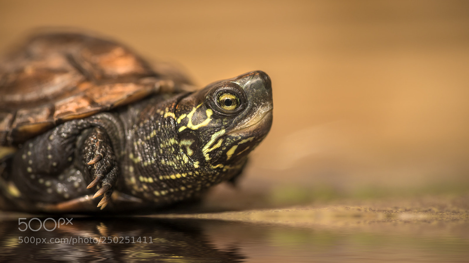 Sony a7R III sample photo. Turtle photography