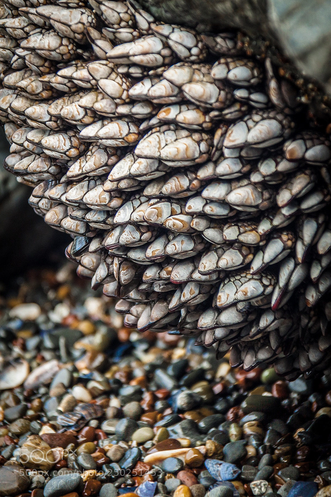 Canon EOS 50D sample photo. Gooseneck barnacles, mendocino coast photography