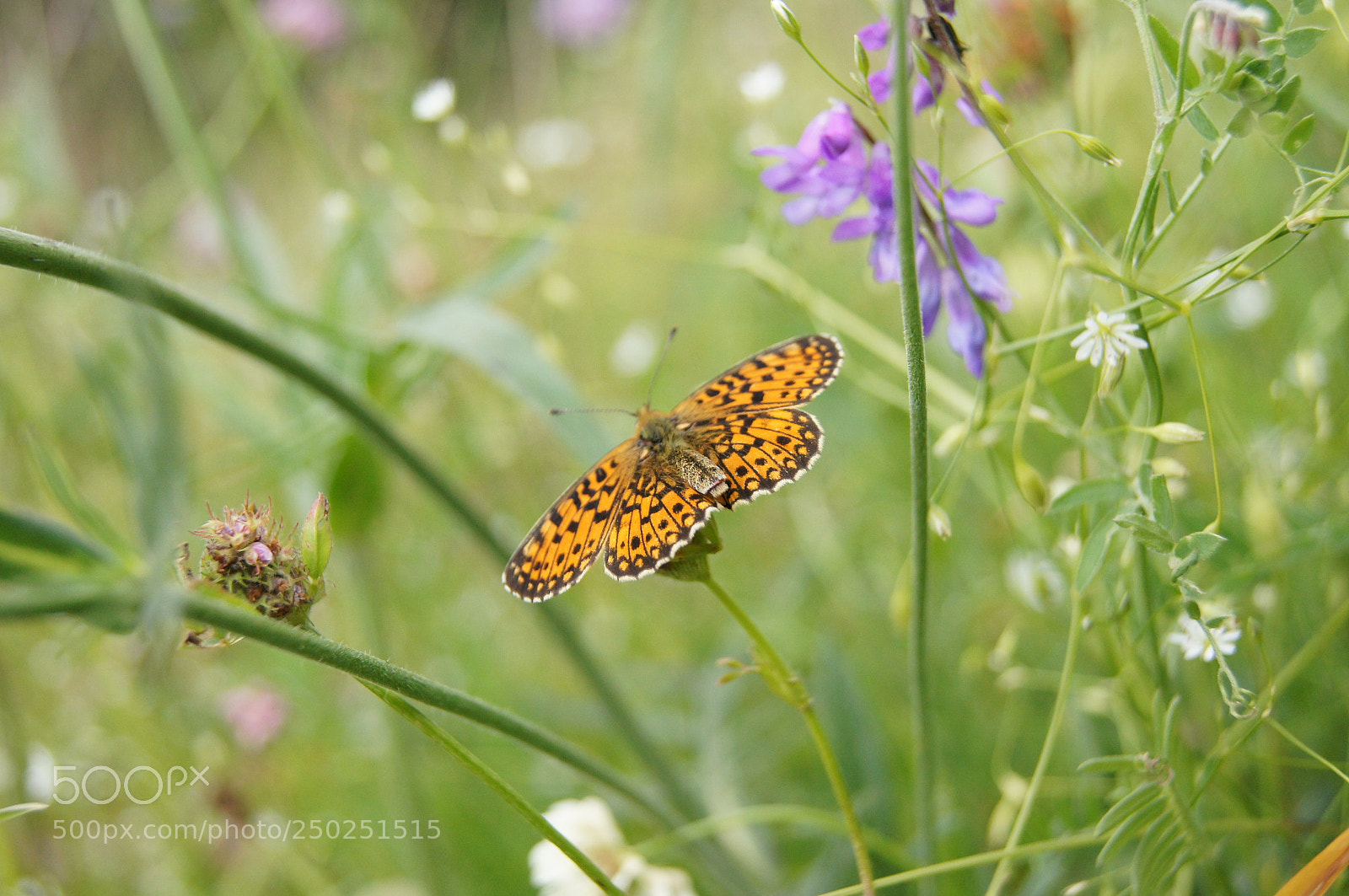 Sony Alpha DSLR-A580 sample photo. Summer day photography